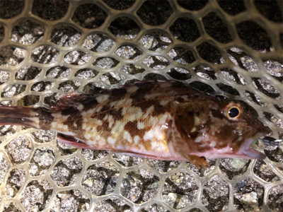 久々のメバリング