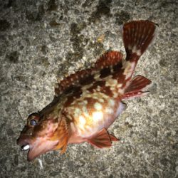 我慢、我慢の釣り