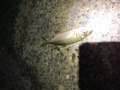 メバル は釣れず