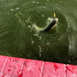 服部緑地 トラウト 月曜日 午前