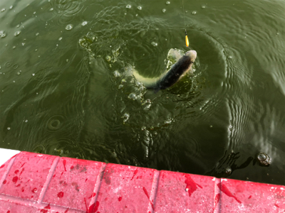 服部緑地 トラウト 月曜日 午前