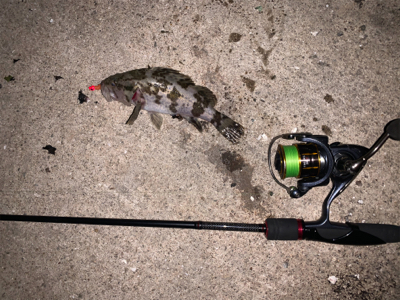 タケノコメバル③