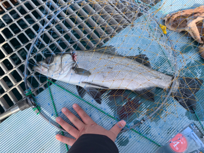 ヒラスズキと色々