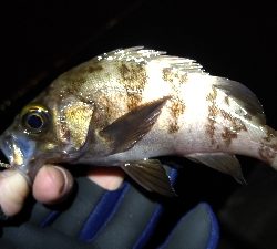 ナイトメバリング