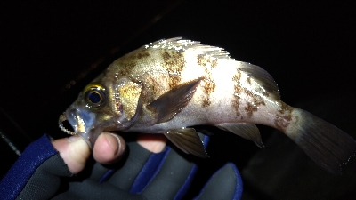 ナイトメバリング