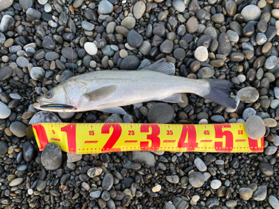 七里御浜ショアジギング