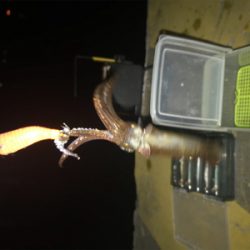 懲りずにヒイカ釣りσ(^_^;)