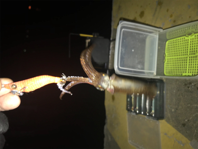 懲りずにヒイカ釣りσ(^_^;)