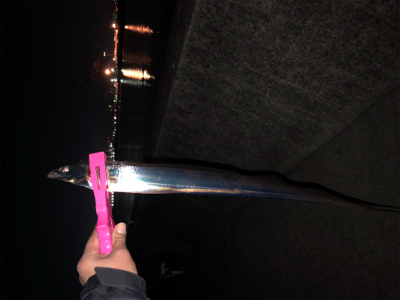 in和歌山　太刀魚釣り