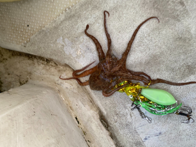 明石　　タコ釣り