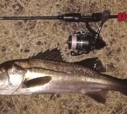 メバリング1805〜1850