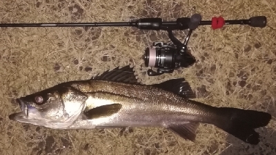 メバリング1805〜1850