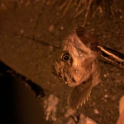 河口淡水域でアイナメ