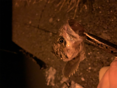 河口淡水域でアイナメ