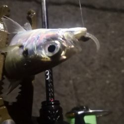 アジング練習 107