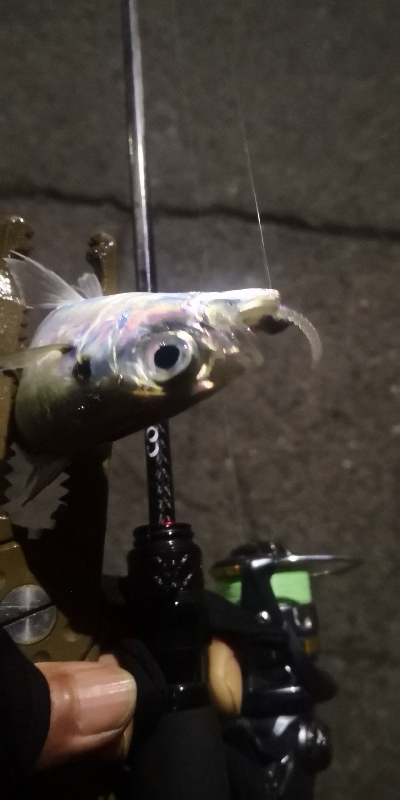 アジング練習 107