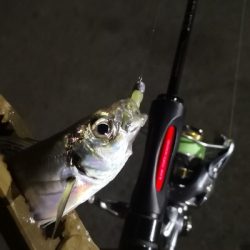 アジング練習 108