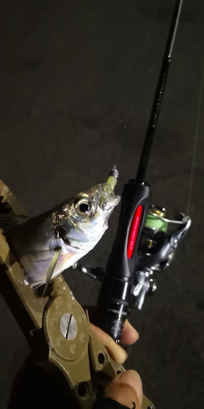 アジング練習 108