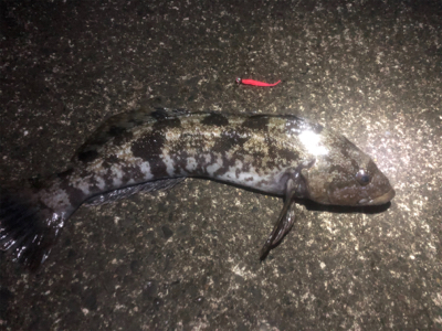 アジングのはずが