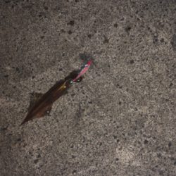 今年初エギング