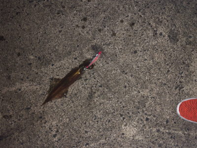 今年初エギング