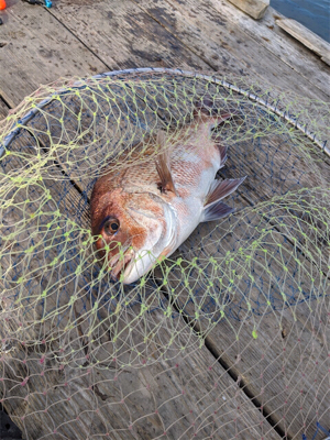 マダイ!マダイ!マダイ!