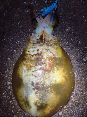 まだまだ出ましたキロアップ！