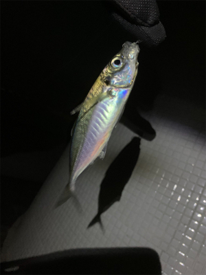 寒さに耐えてのアジング