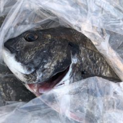 7連続ボゥズ回避！