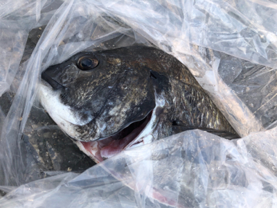 7連続ボゥズ回避！