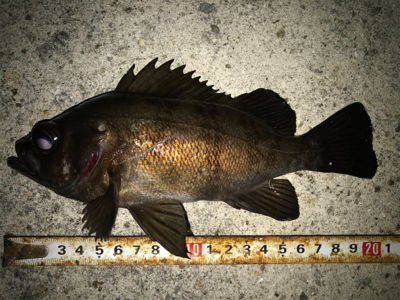 2020ライトゲーム第6戦