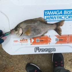 尾道沖磯フカセ