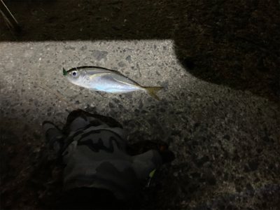 ヒイカのはずか…