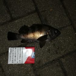 アジングに行ったのに。