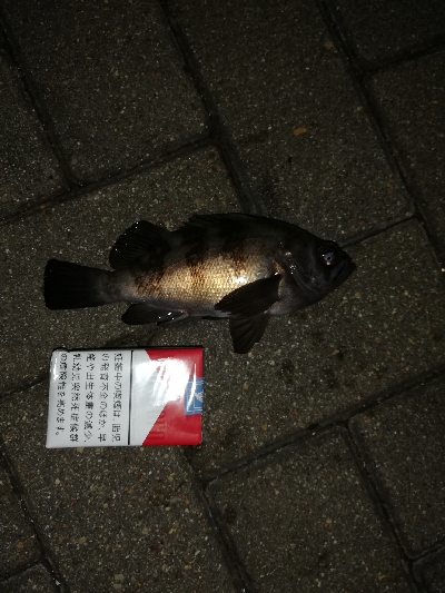 アジングに行ったのに。