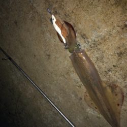 雪の中ヤリイカ釣行