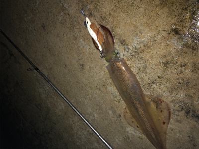 雪の中ヤリイカ釣行