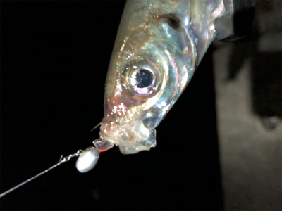 アジにもリブロ