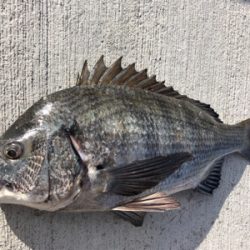 寒い中エビ撒き釣行