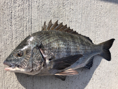 寒い中エビ撒き釣行