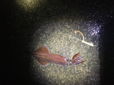 ヤリイカをもとめて