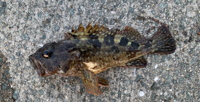 メバルは産卵？