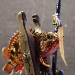 アジング練習 109  スローテーパーを楽しむの巻