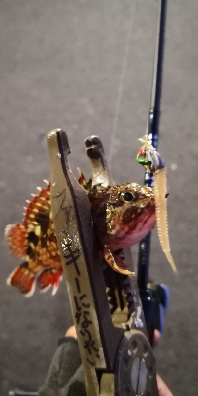 アジング練習 109  スローテーパーを楽しむの巻