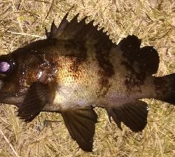 メバリング1805〜1855