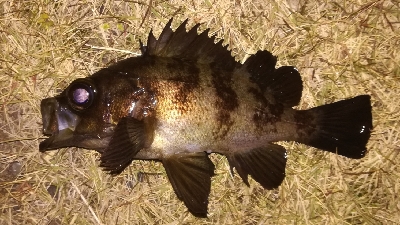 メバリング1805〜1855