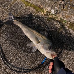 久々、都市型河川でシーバスマルチ
