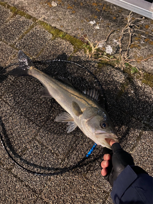 久々、都市型河川でシーバスマルチ