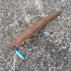 ヤリイカリベンジ