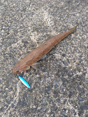 ヤリイカリベンジ